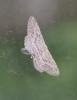 Idaea seriata